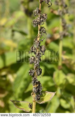 Great Blue Lobelia Dry Seed Pods In The Autumn