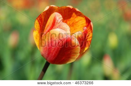 Tulipanes amarillo/rojo