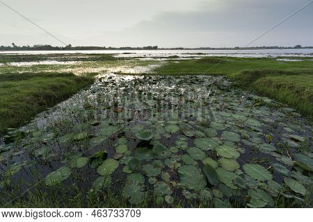 Pond Weed Duck Weed Plant Covering A Still Water Sites Creating Good Wildlife Habitat