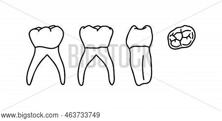 Human Upper Jaw Teeth. Outline, Anatomical, Hand Drawn Illustration On White Background. Vector Stoc