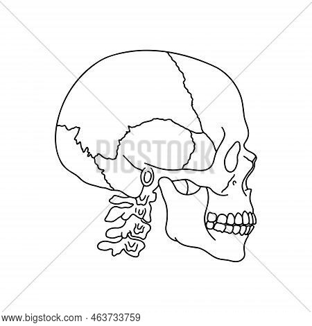 A Human Skull And Spine, Drawn By Lines On White Background. Vector Stock Illustration.