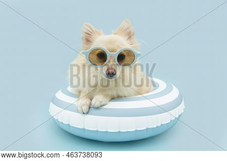 Cute Pomeranian Dog Summer Inside Of An Blue Striped Infltable Ring Going On Vacations. Isolated On 