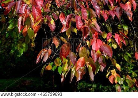 It Grows In Wetter Habitats In Boreal Forests, Also In Scrubby Prairie Vegetation, But It Is Also Pl