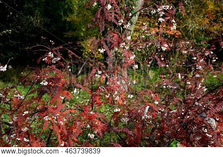This Deciduous Shrub Or Small Tree Has Petioled, Pinnate, Green Leaves.  Oblong-lanceolate, Gray Gre