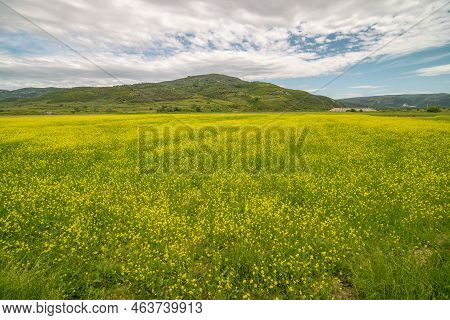 Yellow Rapeseed Flowers In A Large Cultivated Field Near Ejea De Los Caballeros, In Aragon, Spain. E