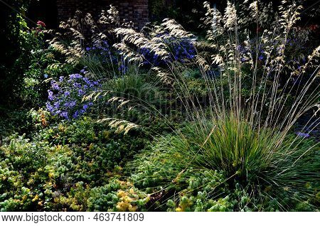 Tall Dry Stalks Of Ornamental Grasses In A Flowerbed By The Road Perform A Decorative Function Even 