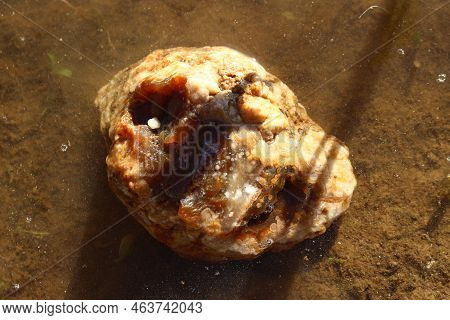 Beautiful Raw Agate In Water In Nature, Rockhounding