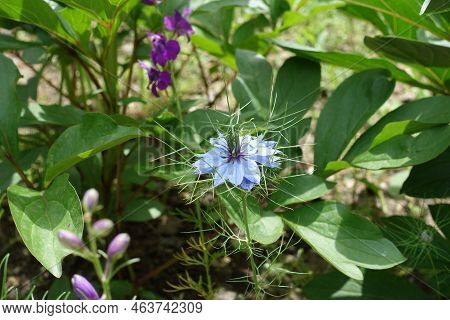A Flower Of Light Blue Nigella Damascena In June