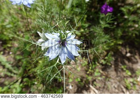Light Blue Flower Of Nigella Damascena In June