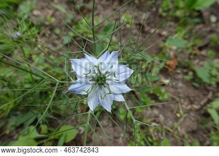 Single Light Blue Flower Of Nigella Damascena In June