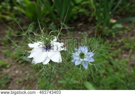 White And Blue Flowers Of Nigella Damascena In June