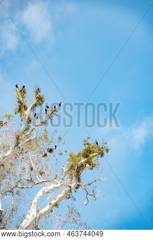 Brandt's Cormorant Black Birds On White Bleached Tree Against Blue Sky In Santa Barbara California. 