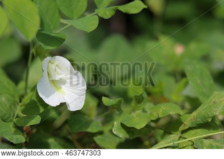 Close Up Of Flowers In The Garden, Butterfly Pea, White Butterfly Pea, Copy Space, White Color Butte