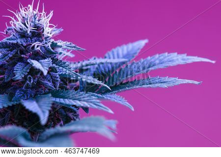 Macro A Cannabis Flower With The Formula Thc Cbd Cbn, Cbd Chemical Formula. Concept Of Herbal Altern
