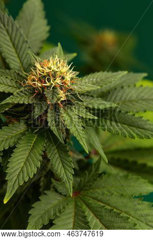 Macro A Cannabis Flower With The Formula Thc Cbd Cbn, Cbd Chemical Formula. Concept Of Herbal Altern