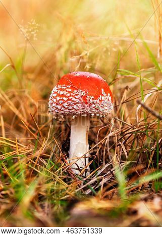 Red Fly Agaric In Dry Grass In The Autumn Forest Against The Background Of Sunlight. Dangerous Mushr