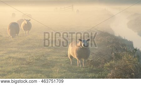 Sheeps In The Morning Fog Of The Farm Fields, T Woudt The Netherlands.