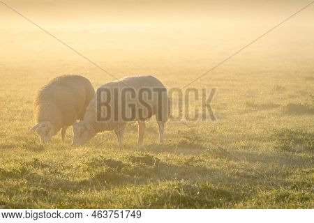 Sheeps In The Morning Fog Of The Farm Fields, T Woudt The Netherlands.