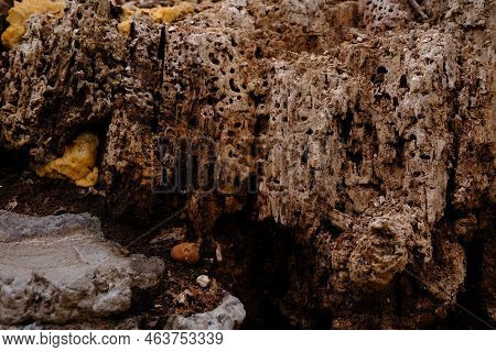 Textures And Backgrounds : Nest Termite,close Up Termites, Background Of Nest Termite, White Ant, Ba