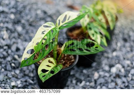 Monstera Adansonii Albo  Variegated Giant In The Pot