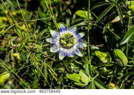 A Close Up Of A Bluecrown Passionflower Passiflora Caerulea Flower In Sunlight.