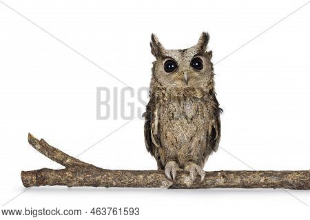 Cute Brown Indian Scops Owl Aka Otus Bakkamoena, Sitting On Branch. Looking Straight To Camera. Isol