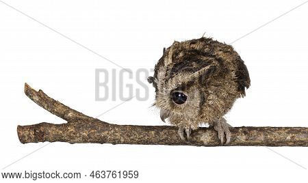 Cute Brown Indian Scops Owl Aka Otus Bakkamoena, Sitting On Branch. Looking Down Ready For Hunt. Iso