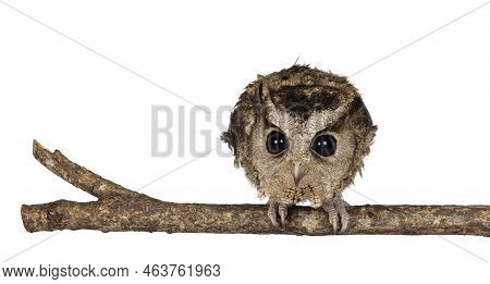 Cute Brown Indian Scops Owl Aka Otus Bakkamoena, Sitting On Branch. Looking Straight To Camera Ready