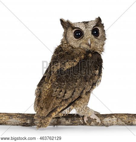 Cute Brown Indian Scops Owl Aka Otus Bakkamoena, Sitting Backwards On Branch. Looking Over Shoulder 
