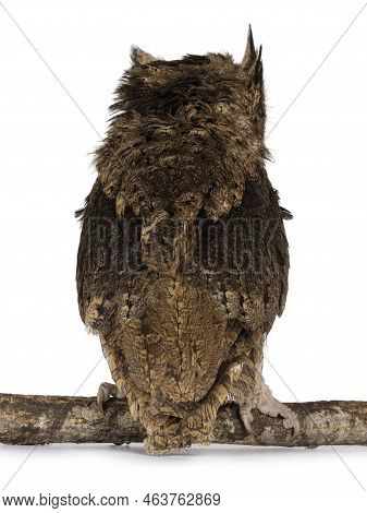 Cute Brown Indian Scops Owl Aka Otus Bakkamoena, Sitting Backwards On Branch. Looking Backwards No F