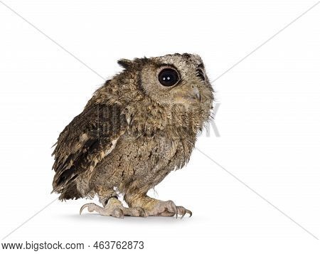 Cute Brown Indian Scops Owl Aka Otus Bakkamoena, Sitting Side Ways Ready To Fly Off. Looking Up And 