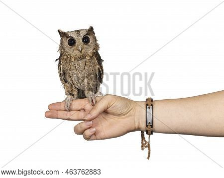 Cute Brown Indian Scops Owl Aka Otus Bakkamoena, Sitting On Human Hand. Looking Towards Camera. Isol