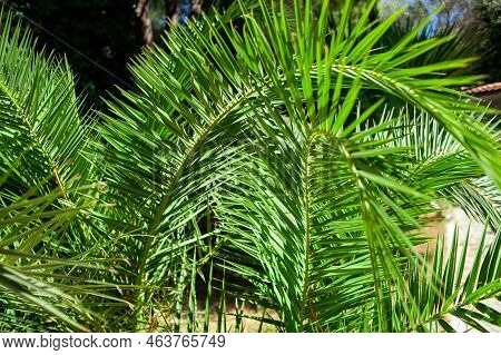 Single Green Palm Leaf. Palm Tree Close Up. Green Palm Leaf Textured Background. Selective Focus. Sh