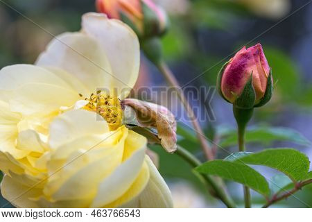 Graceful Shoots Yellow Roses With Buds And Fading Flowers Against A Dark Green Garden