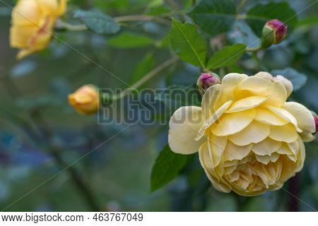 Graceful Shoots Of Yellow Roses With Buds And A Large Flower Against The Backdrop Of A Green Garden