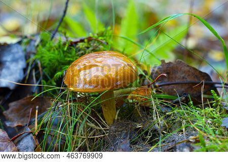 The Mushroom Grows In A Wild Autumn Forest Among The Green Grass On A Bright Sunny Day.