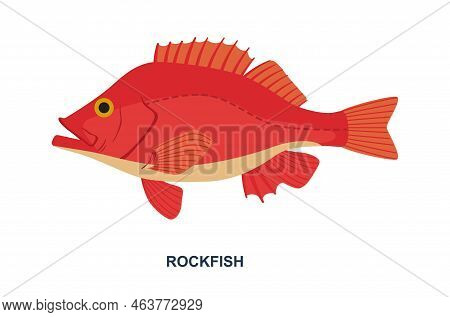 River Or Sea Fish. Poster With Beautiful Red Fish And Inscription. Rockfish With Bright Scales. Desi