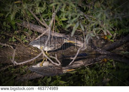 The Young Green Heron (butorides Virescens) On The Hunt