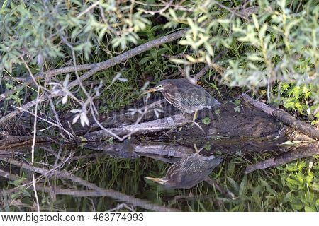 The Young Green Heron (butorides Virescens) On The Hunt