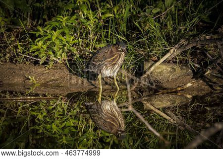 The Young Green Heron (butorides Virescens) On The Hunt