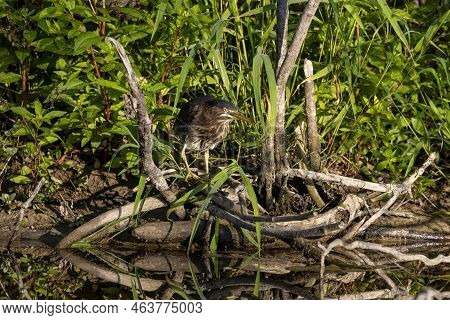 The Young Green Heron (butorides Virescens) On The Hunt