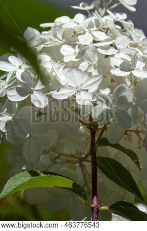 Close Up Of Lush Flowering Hortensia With Green Leaves. Fresh Summer Flowers In Garden. Colorful Bus