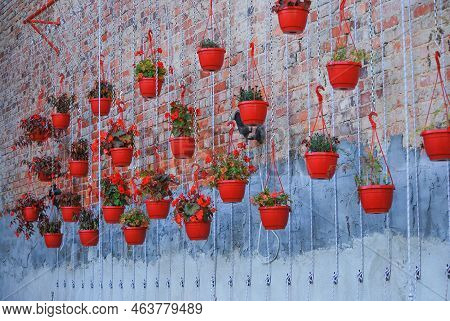 Different types of flowers grow in red flowerpots hanging on chains. Metal construction. Home cultivation of potted plants. Home garden. Begonias and geraniums in a pot.. Ornamental dangling plants.