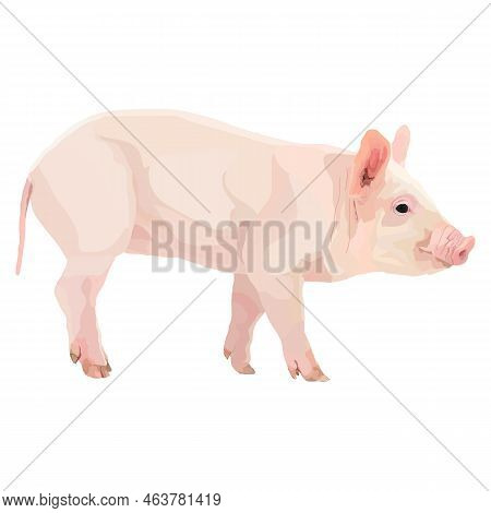 Realistic Pig Icon On A White Background Farm Animals.
