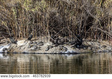 Cape Cormorant (phalacrocorax Capensis) And Turtle (trachemys Scripta) Sits Near A Lake Close-up On 