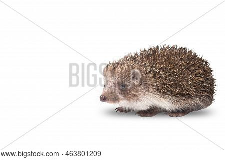 Hedgehog Looking At Camera Isolated On White