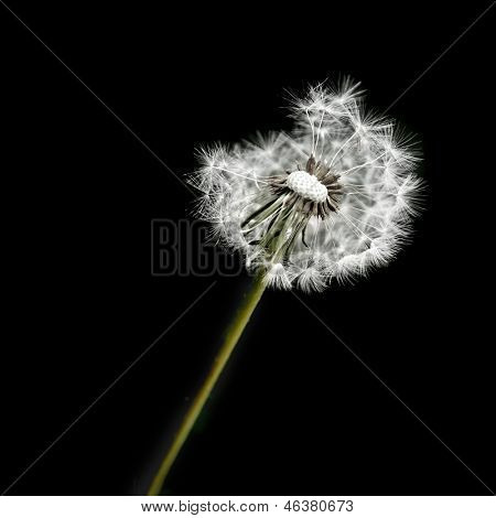 Musuem Unkräuter in einem Hof oder Feld