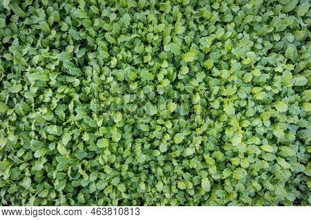 White Mustard Or Sinapis Alba Green Manure Plants, Weed Suppressant Growing In The Garden Top View.