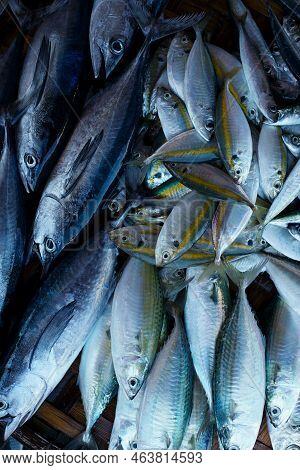 Yellowstripe Scad, Selaroides Leptolepis, Also Known As The Yellowstripe Trevally, Yellow-banded Tre