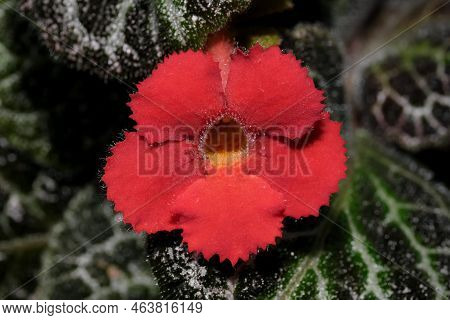 Small Blooming Red Flower House Plant Episcia Close-up Macro Photography
